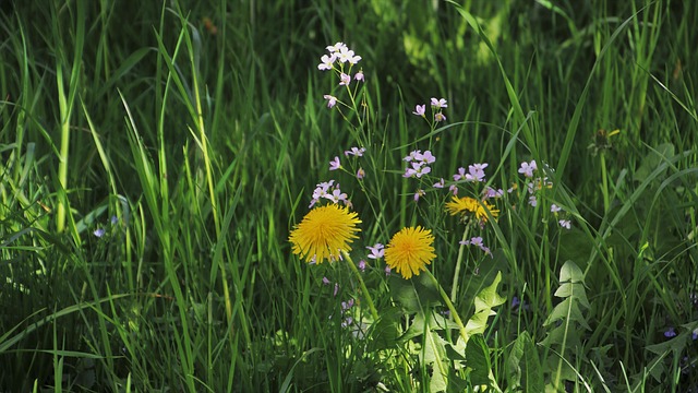 dandelion plant in field by pasja1000 pixabay