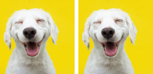 Happy,Puppy,Dog,Smiling,On,Isolated,Yellow,Background.