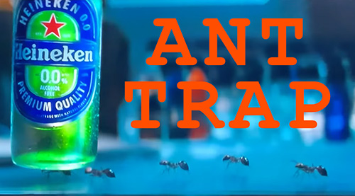 ant-trap