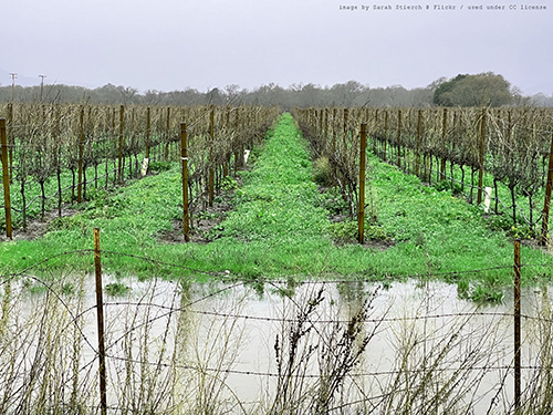 vineyard-flood-CC-500