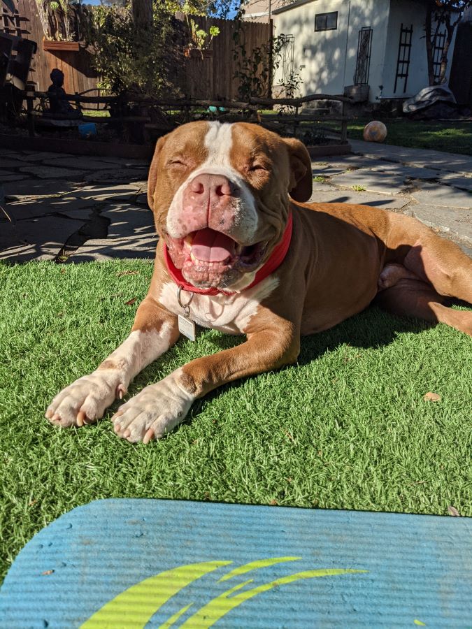 Monk relaxing on grass, tongue out, happy dog