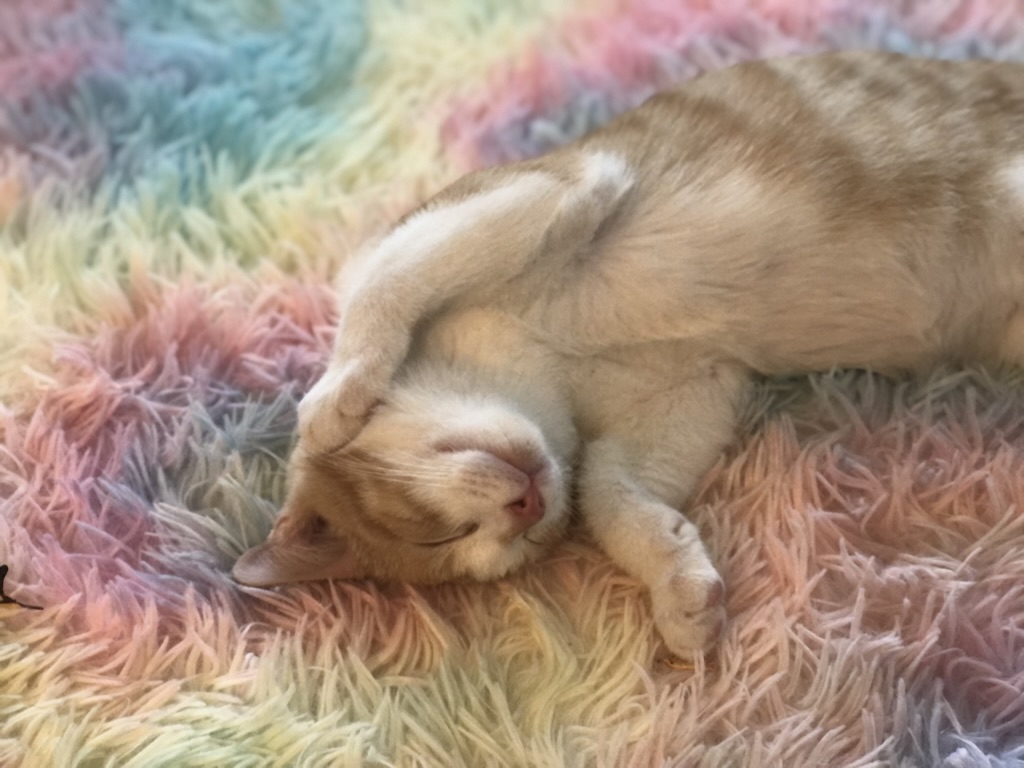 Kitten sleeping