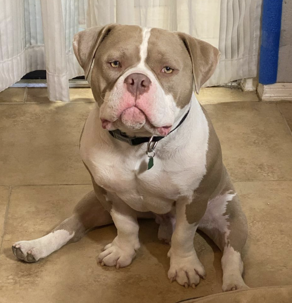 East of Eden Rescue, Moose, Adopted by Jim. This picture shows Moose sitting nicely and posing for his new owners picture